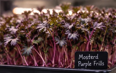 Paarse mosterd Purple Frills microgroenten