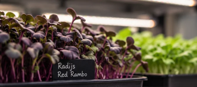 Radijs Red Rambo microgroenten in de kweekopstelling van de Experience Hub