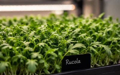 Bakje rucola-microgroenten met naambordje