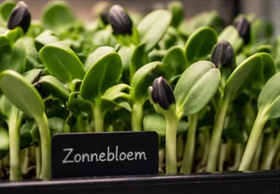 Zonnebloemscheuten met de zaadhuls nog aan de blaadjes